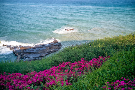 水与鲜花素材海边拍打礁石的浪花与鲜艳的花朵背景