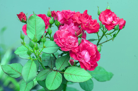 月季花红花蔷薇高清图片