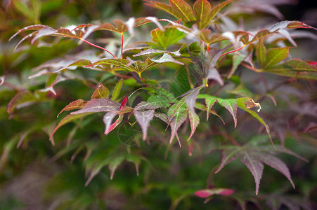 红色枫叶盆栽植物的叶子背景
