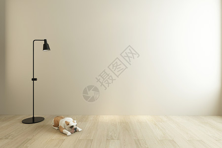 狗趴在地板上极简空间设计设计图片