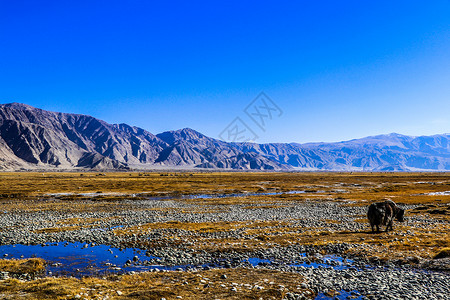 金色金背景新疆喀什塔什库尔干帕米尔高原金草滩湿地深秋背景
