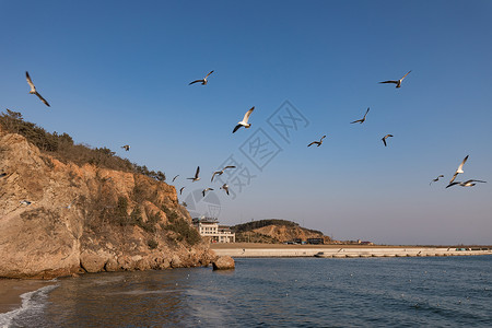 海鸥沙滩大连渔人码头高清图片