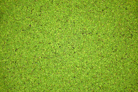 绿色水生植物满江红背景图片
