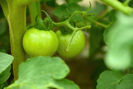 绿色菜园果蔬西红柿高清图片
