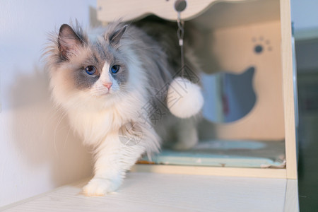 布偶宠物猫西伯利亚松高清图片