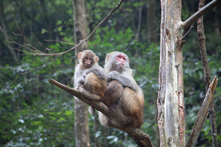 动物猴子素材张家界猴子背景
