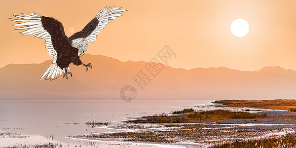 鸟湿地老鹰背景设计图片