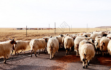 羊群背景图片