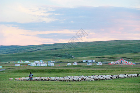 青海湖湖边羊群背景图片