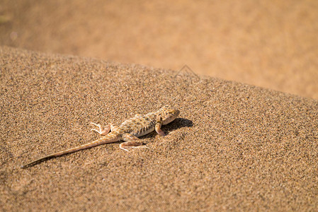 沙漠蜥蜴巴丹吉林沙漠壁虎背景