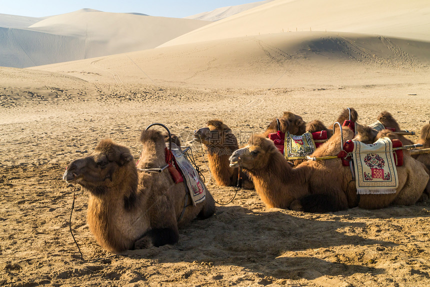 月牙泉骆驼图片