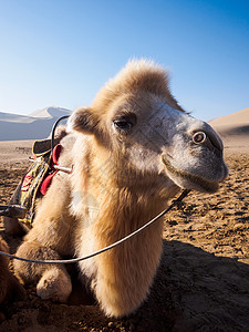 骆驼背景图片