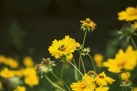 采蜂蜜小姑娘初夏的金鸡菊背景