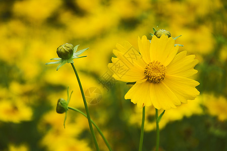 黄色蜜蜂初夏的金鸡菊背景