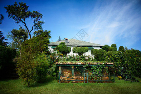 Tea斯里兰卡茶园花园背景