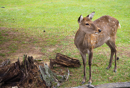奈良小鹿图片