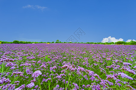 京津冀一体化薰衣草背景