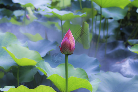 夏季荷花漂浮叶子花朵高清图片