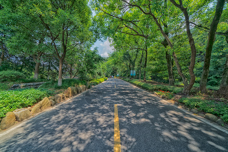 街道晴朗的城市公园里林荫小道背景