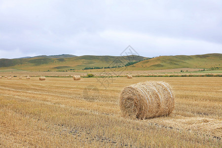 一堆草内蒙古呼伦贝尔大草原上的草垛背景