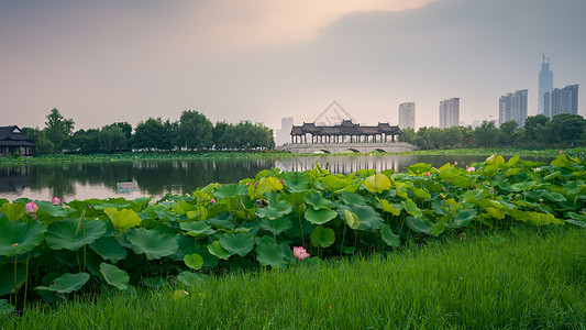 池塘公园武汉沙湖公园风光背景