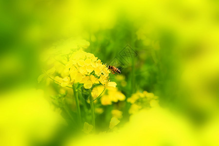蜜蜂采蜜春天花粉高清图片