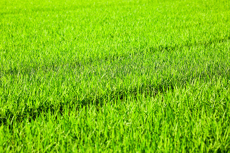 绿油油秧苗背景图片