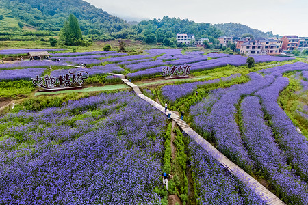 鲜花农村素材紫色的花海背景