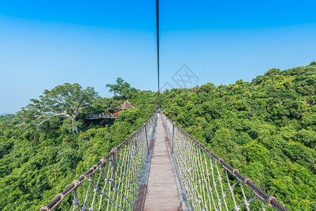 海南三亚热带雨林背景图片
