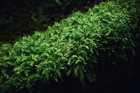 苔痕夏至绿色植被背景