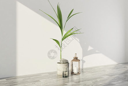 阳光背景图现代植物摆件设计图片