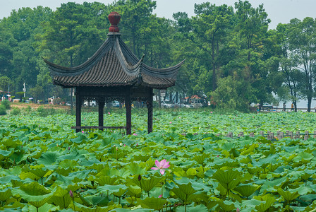 夏季武汉东湖磨山荷花园背景