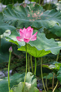 夏季荷花图片