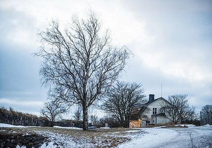 冬天的枯树芬兰堡曲径通幽背景