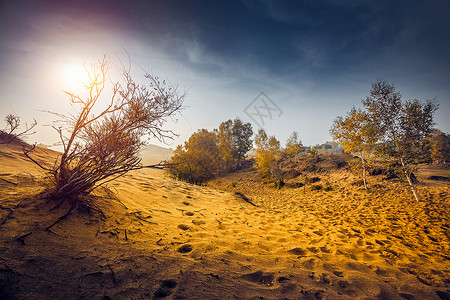 荒漠生命沙漠植物群高清图片