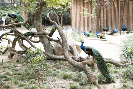 动物园的孔雀孔雀背景