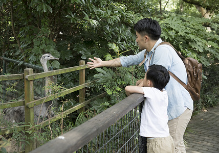 小孩与鸟父子动物园踏青背景