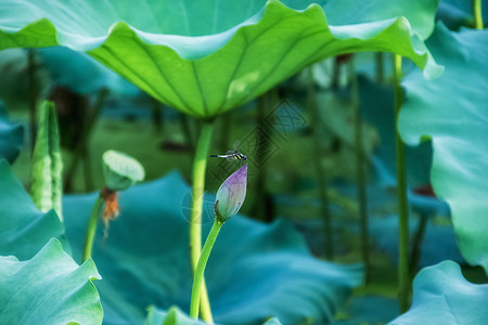 莲蓬蜻蜓背景高清图片