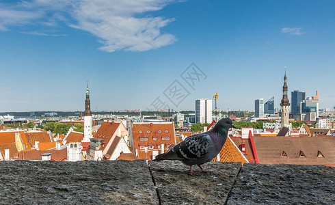 爱沙尼亚文化北欧旅游名城爱沙尼亚塔林城市风光背景