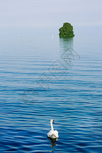 天鹅岛湖光山色瑞士自然风光背景