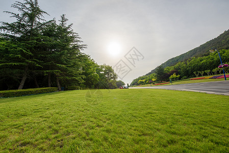 夏天绿草夏日阳光下的绿草地背景