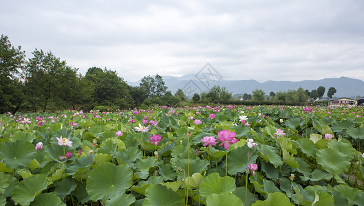 雨荷田园风光荷叶粉高清图片