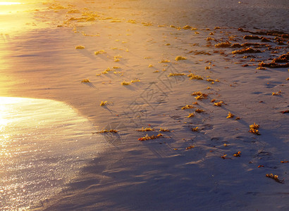 黄昏金色的沙滩点点透光的海草可爱迷人背景图片