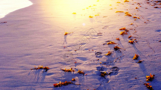 透光效果沙滩上散落的海草沐浴在阳光下背景
