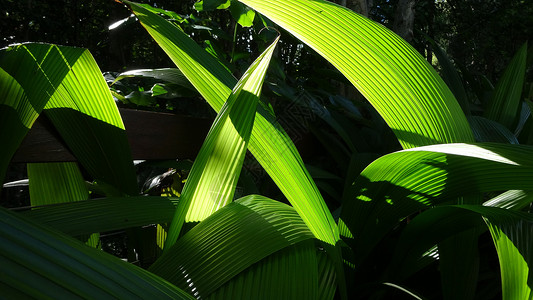 清新高清壁纸透光的绿色植物背景