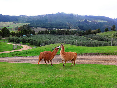 新西兰羊驼新西兰的草泥马羊驼爱的呢喃背景