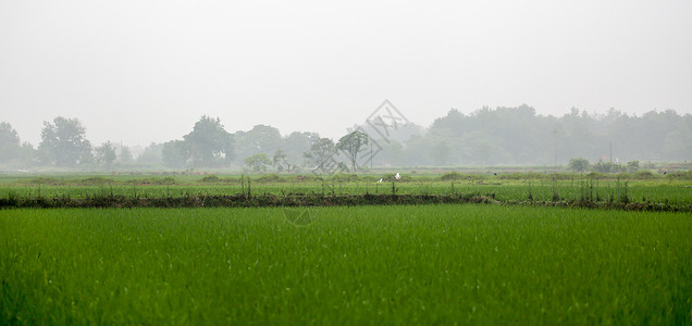 梅雨时节朦胧田园背景图片