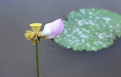 芒雨绕残荷背景