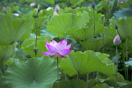 荷花莲花红链子高清图片