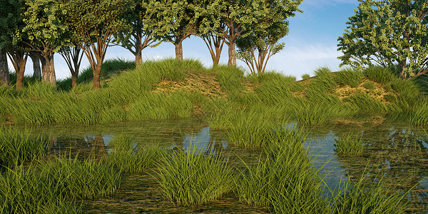 湿地芦苇青青草地设计图片